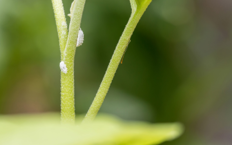 Tailgate | Coordinated Tactics for Vine Mealybug Control